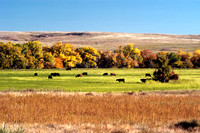 Cattle & Fall Colors, FA