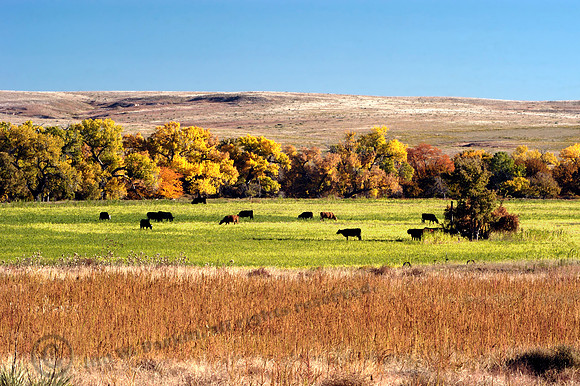 Cattle & Fall Colors, FA