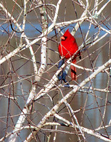 Cardinal 1
