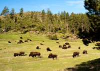 Buffalo 267fa