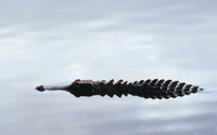Alligator 26