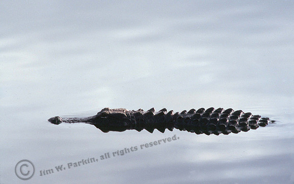 Alligator 26