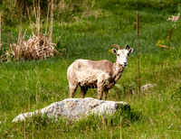 Bighorn Sheep 298fa