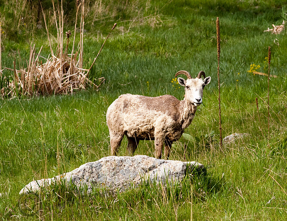 Bighorn Sheep 298fa