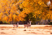 Three Deer, Wolf Creek, FA