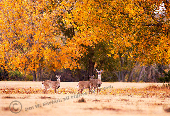 Three Deer, Wolf Creek, FA