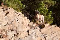 Bighorn Sheep 2fa