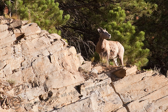 Bighorn Sheep 2fa