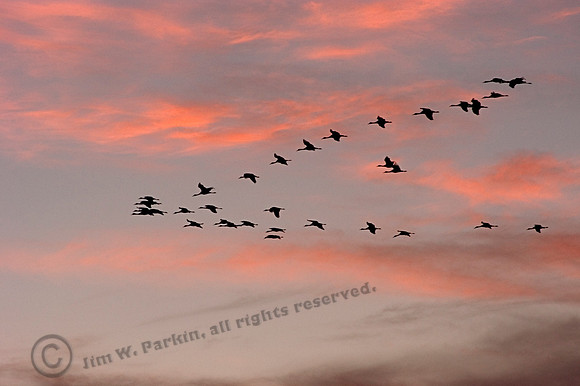 Sandhill cranes 217, FA