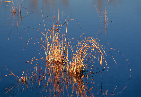 Marsh at Sunrise, FA