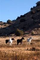 Hank's Horses, FA