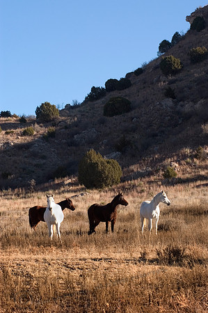Hank's Horses, FA