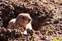 Black-tailed Prairie Dog 100fa