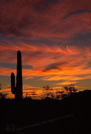 Saguaro at Sunset, FA