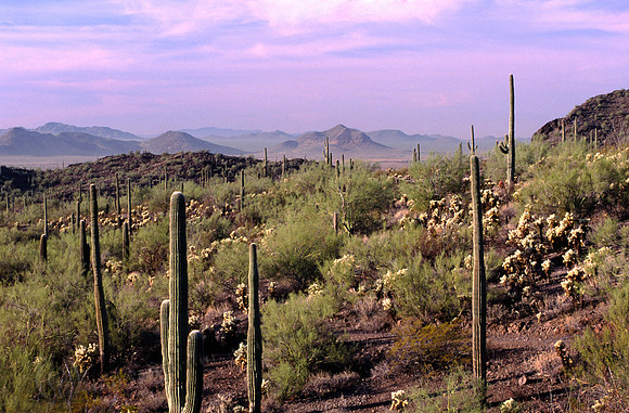 Saguaros in Warm Light, FA