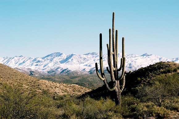 Desert Snow, FA