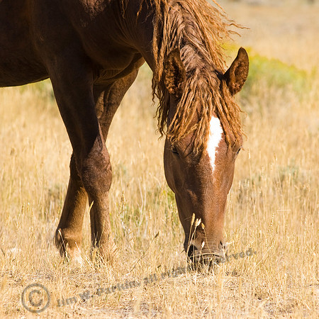 Wild in Wyoming,FA