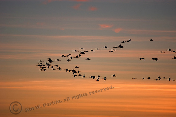 Sandhill Cranes 388, FA