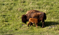 Buffalo 271fa