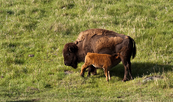 Buffalo 271fa