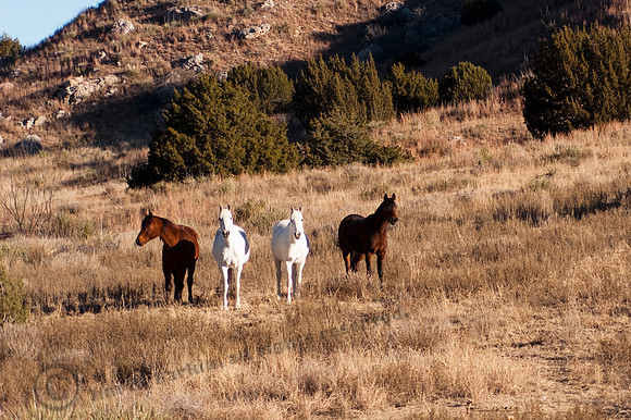 Four Horses, FA