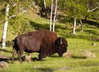 Buffalo 101fa