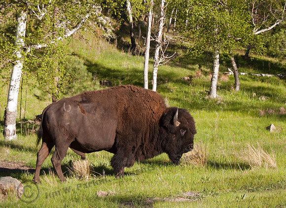 Buffalo 101fa