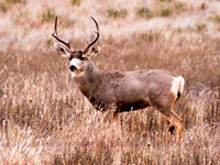 Buck Deer, FA