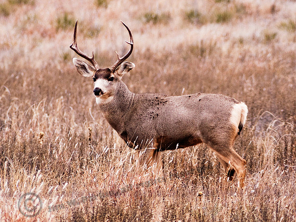 Buck Deer, FA