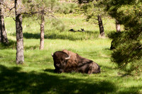 Buffalo 106fa