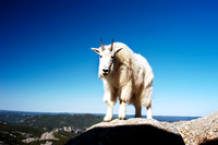 Mountain Goat 751fa