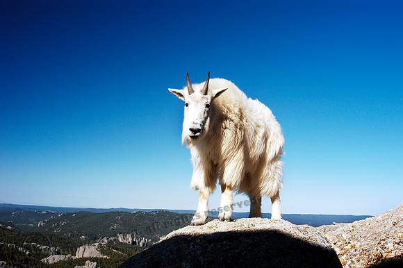 Mountain Goat 751fa