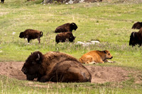 Buffalo 284fa