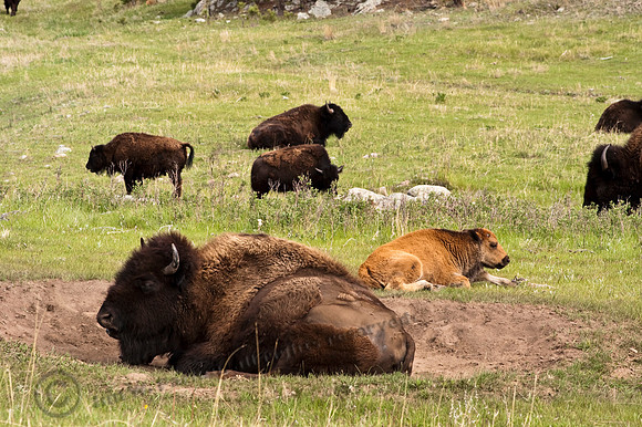 Buffalo 284fa