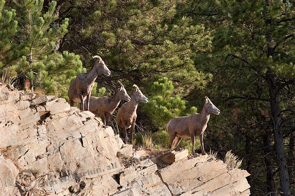 Bighorn Sheep 03fa