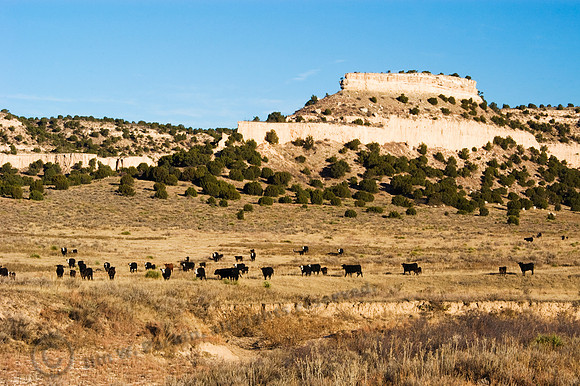 Battleship Mountain & Cattle, FA