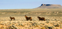 Wyoming's Mustangs