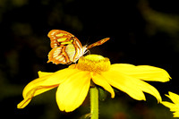 Butterflies