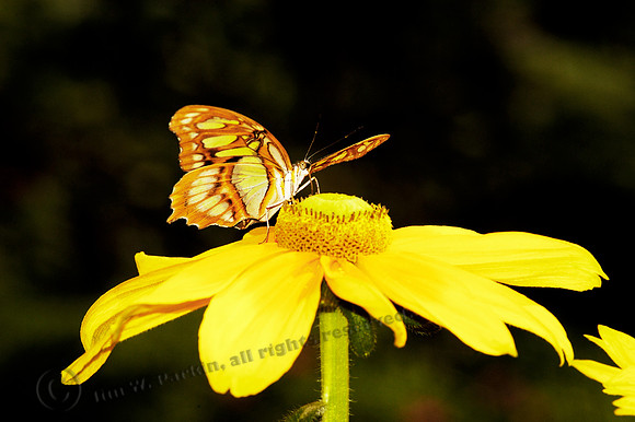 butterfly 070, sub