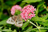 Common Blue Morpho 1, sub