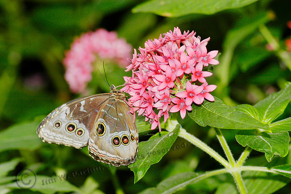 Common Blue Morpho 1, sub