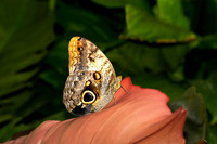 Common Owl Butterfly 1
