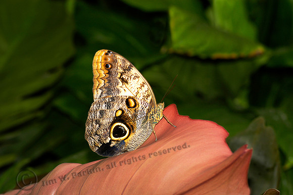 Common Owl Butterfly 1