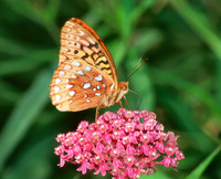 Atlantis Fritillary 2, sub