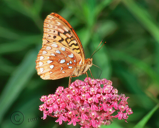 Atlantis Fritillary 2, sub