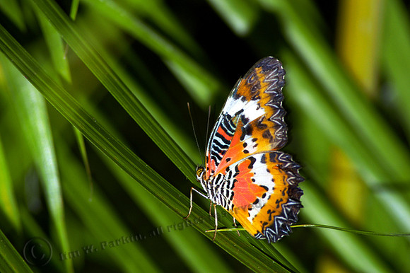 Lacewing Butterfly, sub