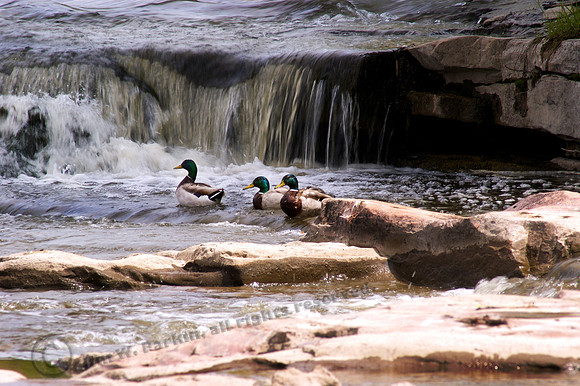 Mallards at the Falls01, Sub