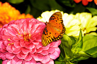 butterfly 046, sub