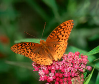 Atlantis Fritillary 1, Sub