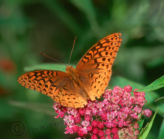 Atlantis Fritillary 1, Sub